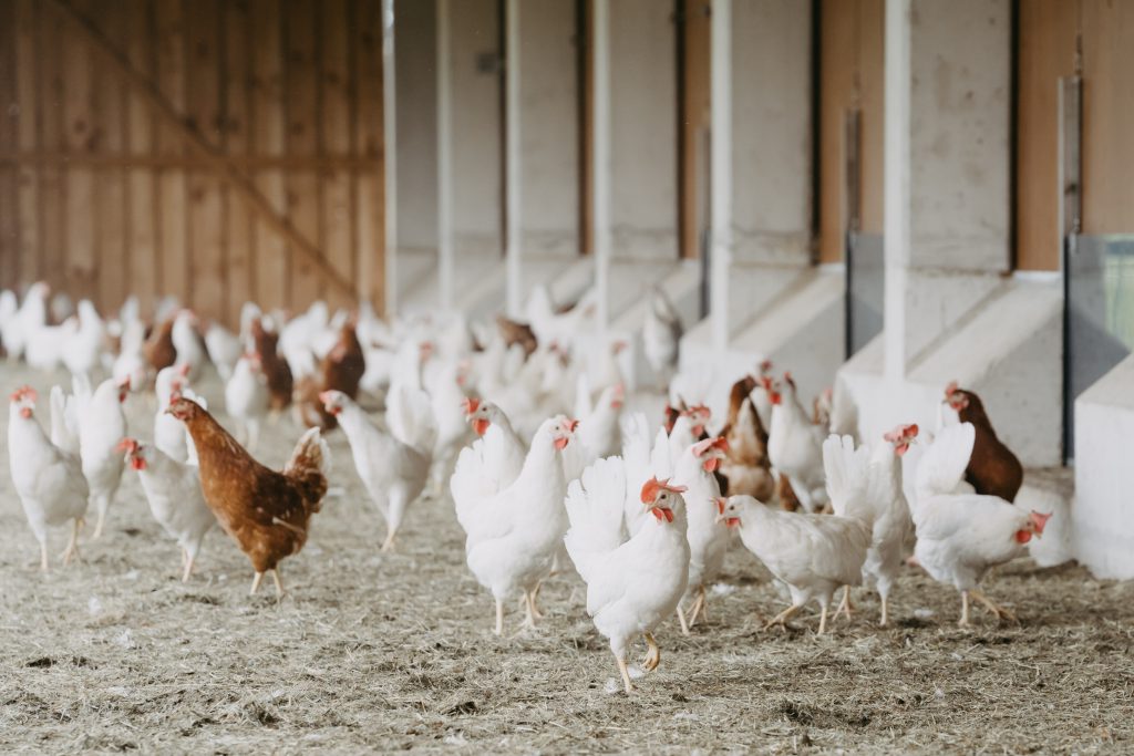 SalzburgerLand-Ei Familie Mösl Seekirchen
