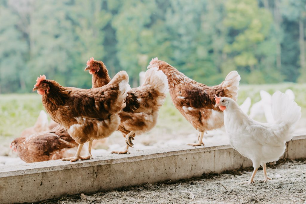 SalzburgerLand-Ei Familie Mösl Seekirchen