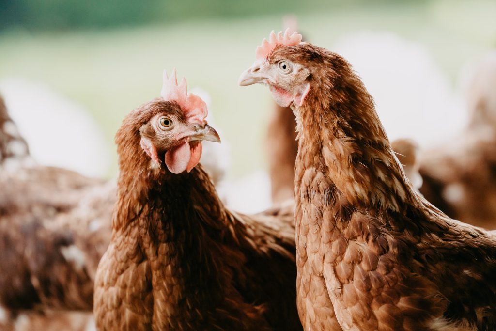 SalzburgerLand-Ei Familie Mösl Seekirchen